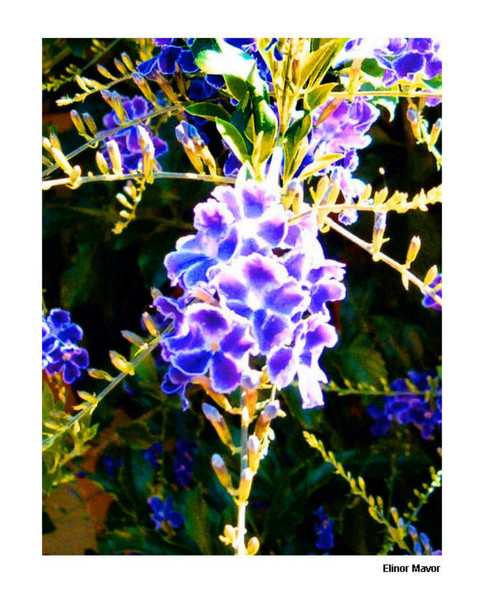 Sky Vine Bloom