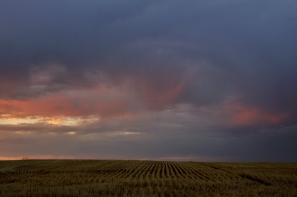 Wheat Field Finger Painting