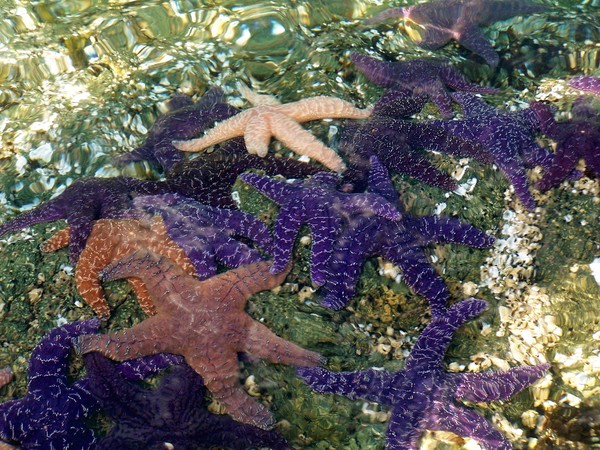 Starfish Love