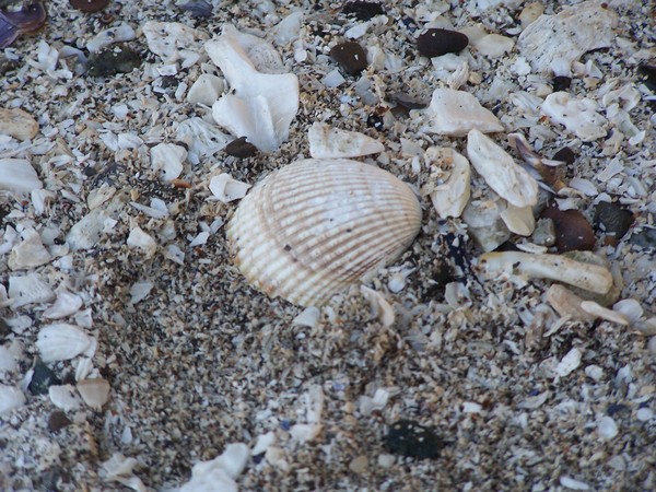 Clam shell  beach