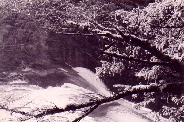 Water flows through the trees