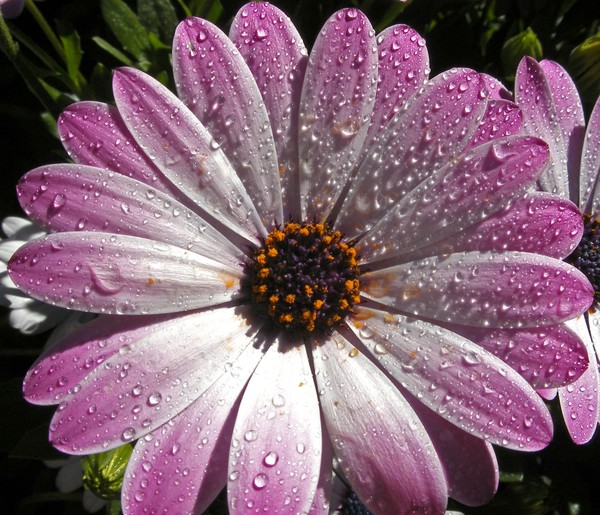 After the rain