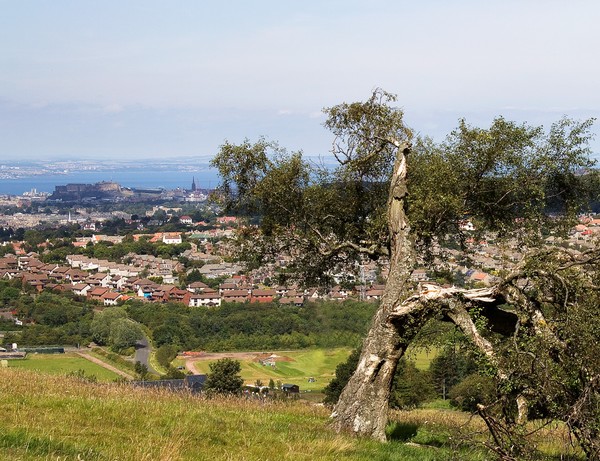 The Castle and the Tree