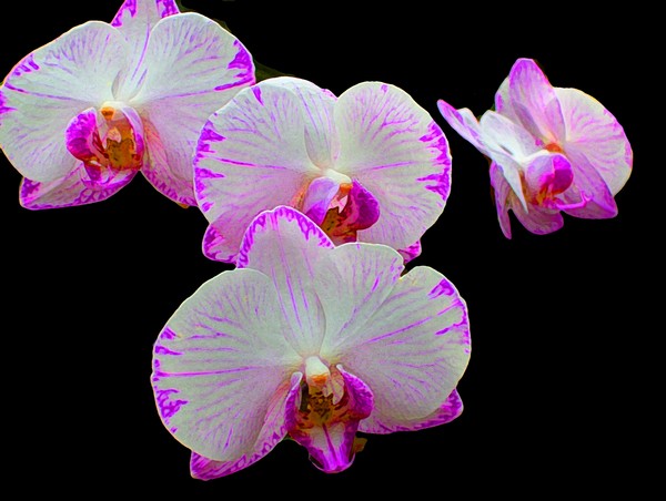 Four orchids