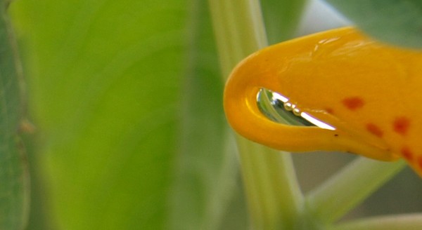 Magical Orange