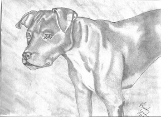 APBT Portrait