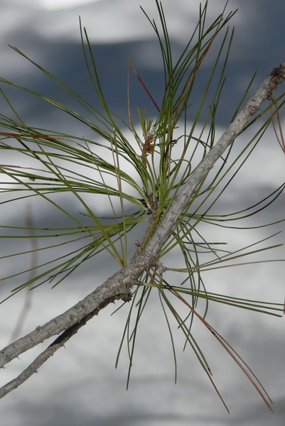 pine needles in the shadow of winter