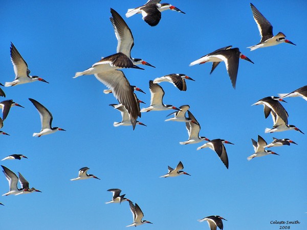 Flying Free