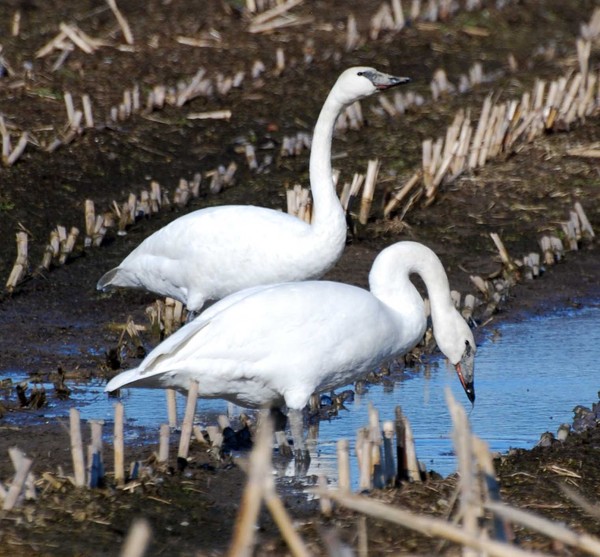 Tundra Swans