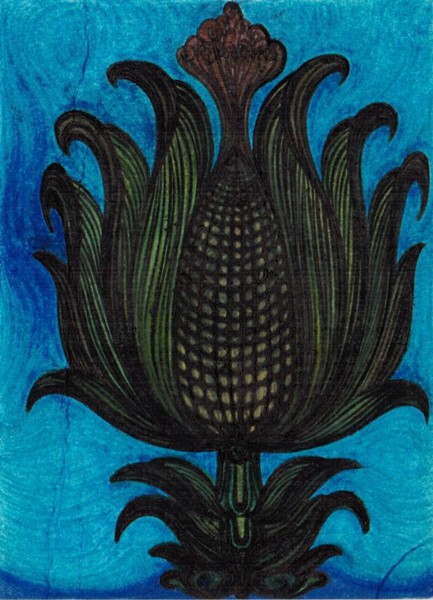 maize-corn-abbasi-flower
