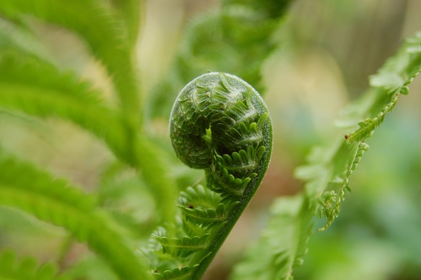 Unfurling II