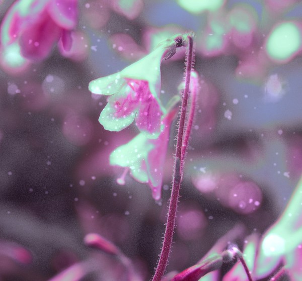 Littlest spaces flowers