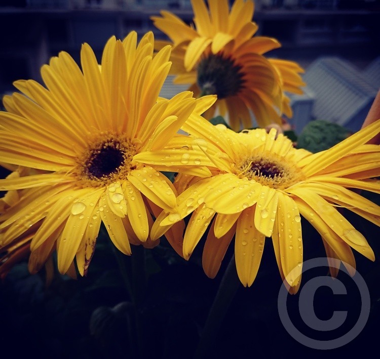 Flower's in the rain