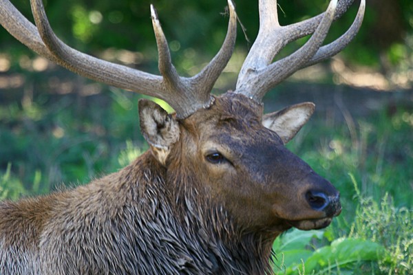 Elk Bull