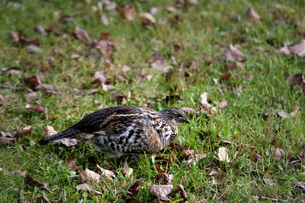Ruffed Grouse