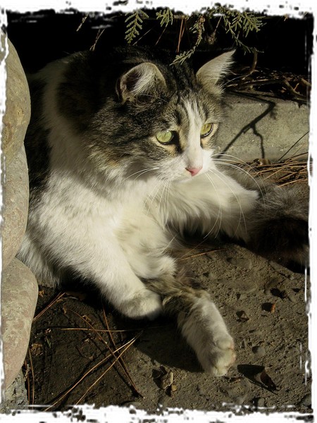 catt67