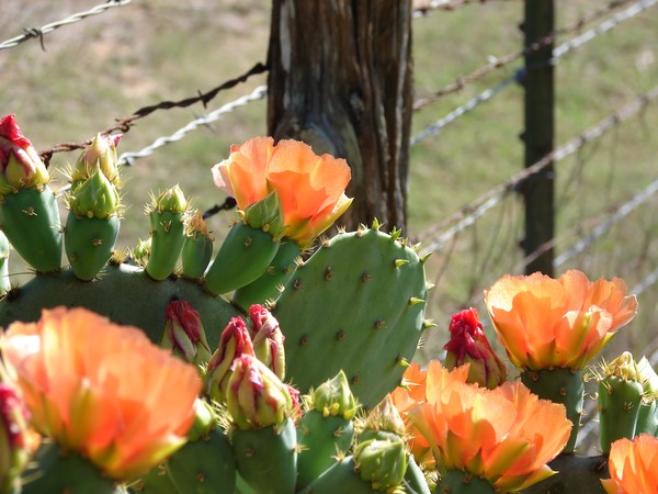 spring cactus