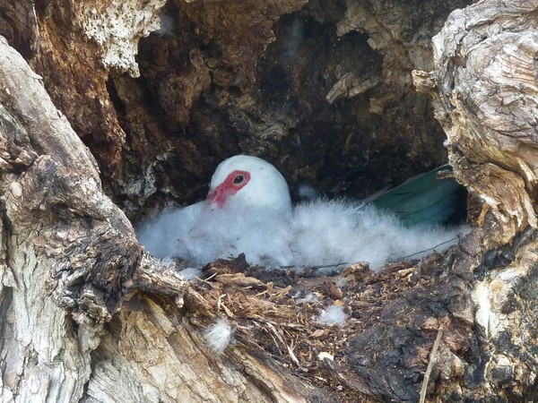 Roosting