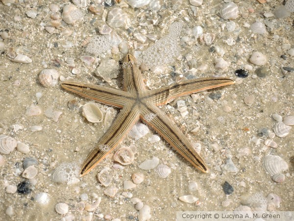 Twinkle Twinkle Little Star
