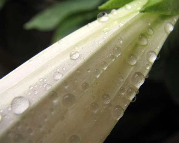 Droplets on an Angel