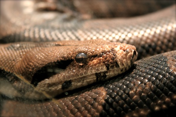 Boa