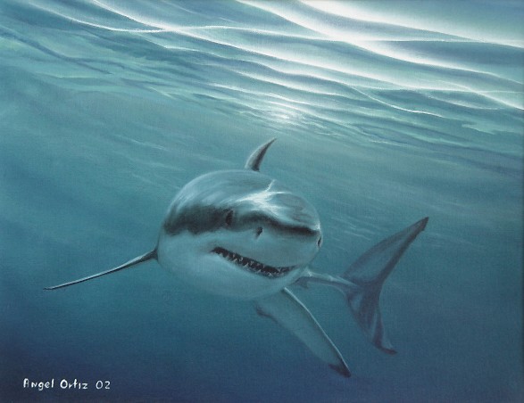 white shark