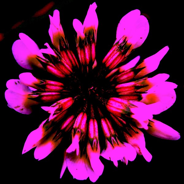 Natural Mandala 1
