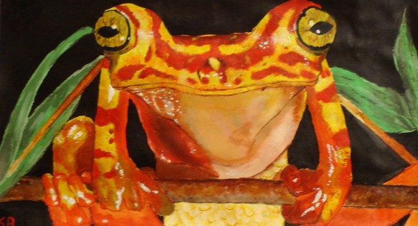 Imbabura Tree Frog