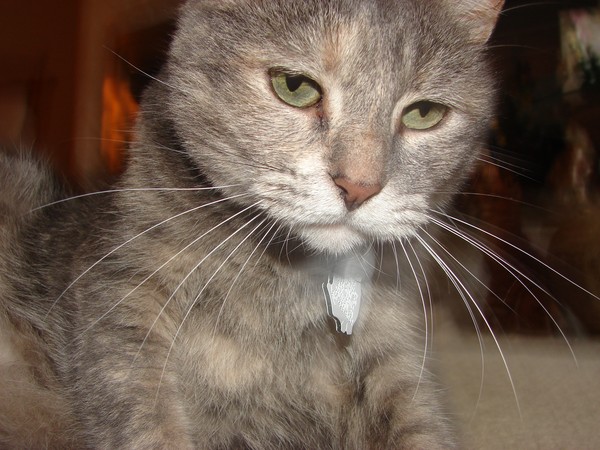 Josy