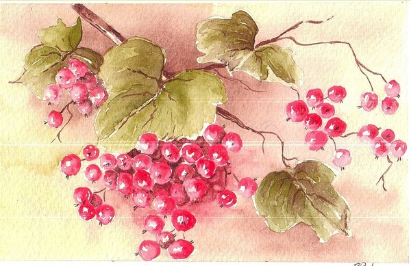 ribes