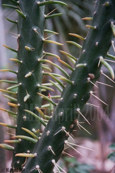 24-Botanic gardens, Amsterdam 2004