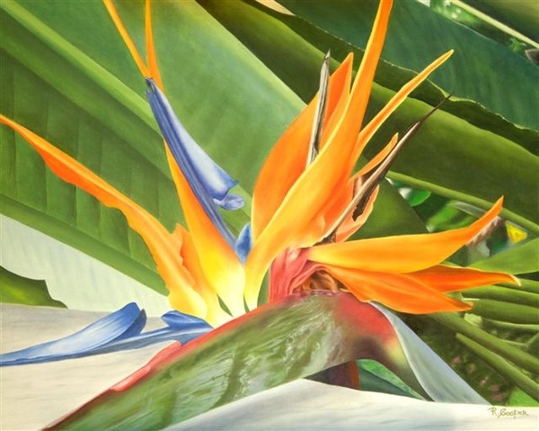 Bird Of Paradise