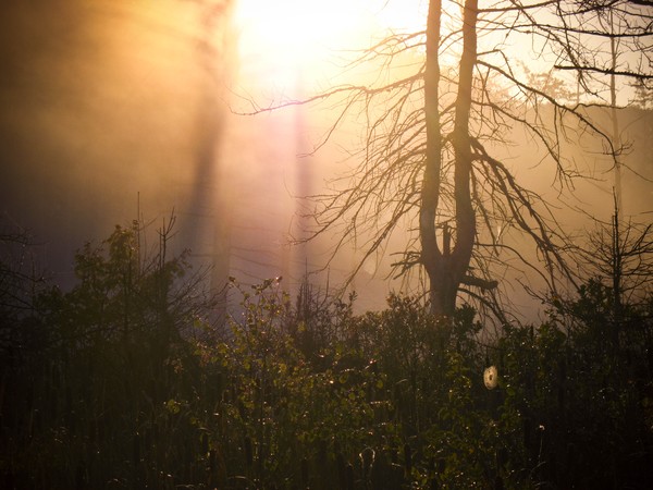 Tree in the mist