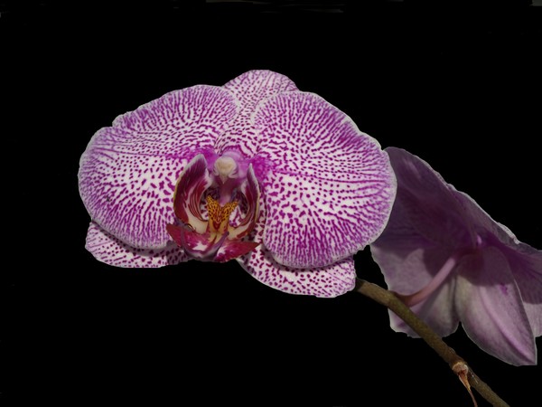 ORCHID
