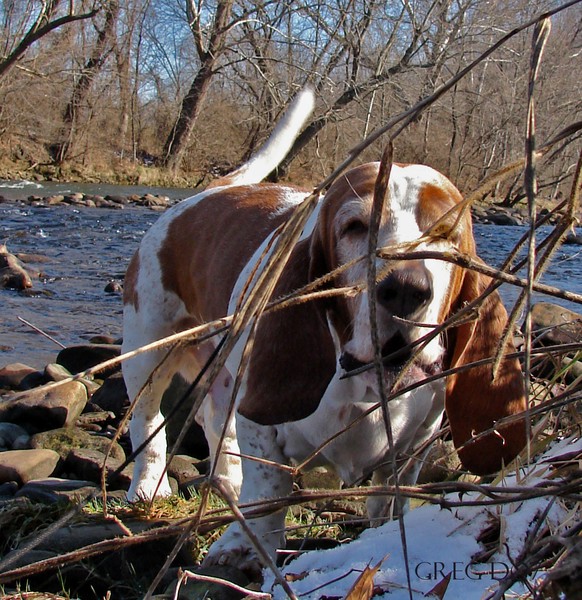 Bogies Duck Blind