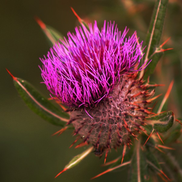 Thistle