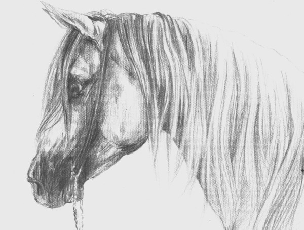 horse