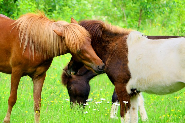 Icelandic Ponies - 4 