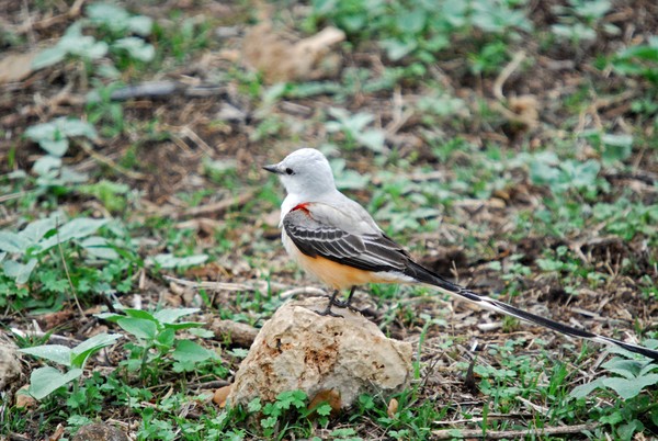 Scissor Tail Fly Catcher