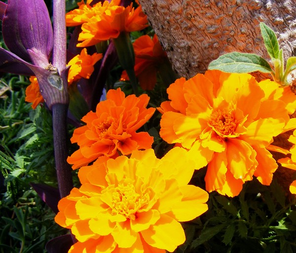 Baby_Orange_4
