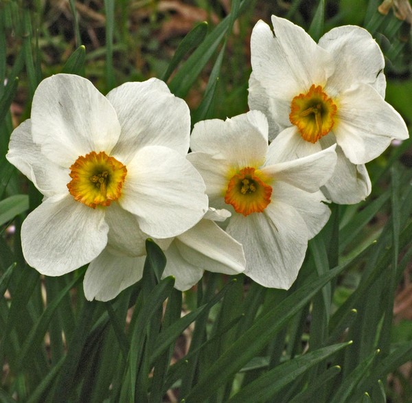 WHITE DAFFODILS