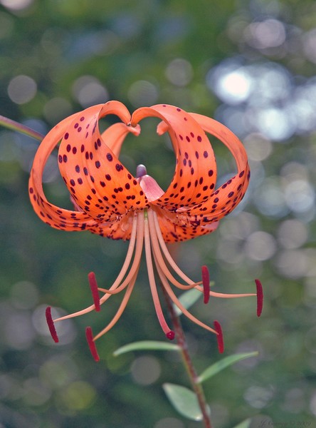 Turk's-cap Lily #2