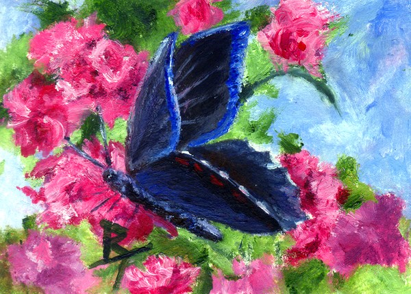 Glory aceo