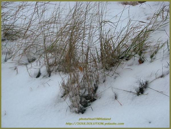 Winter-snow