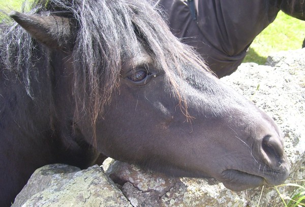 Mama Shetland