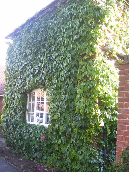Ivy Window
