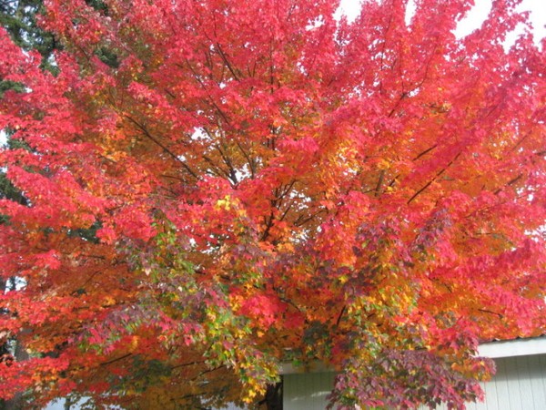 Study of Fall Leaves in the NW