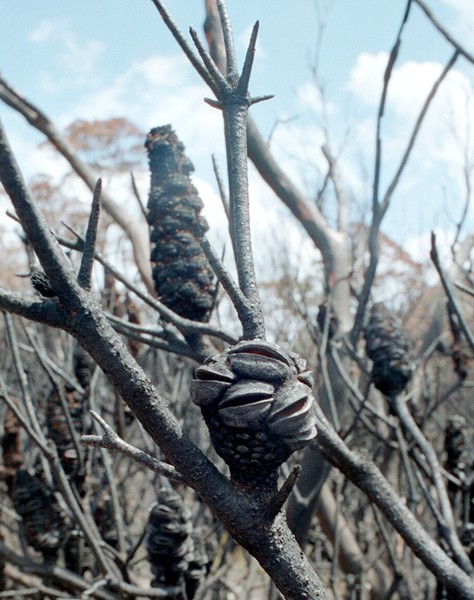 Banksia Man large