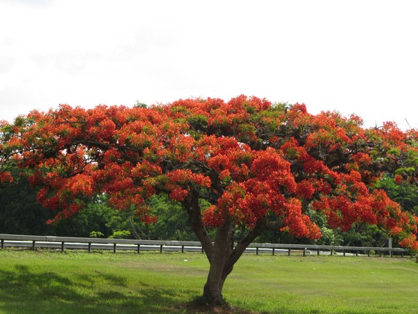 Flamboyán