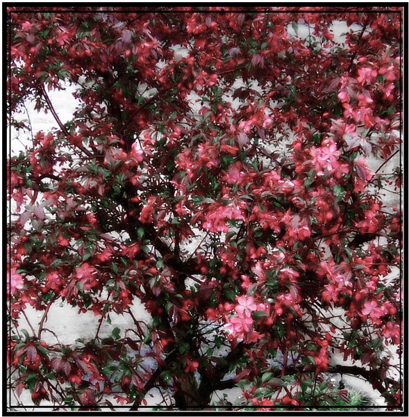Spring Tree
